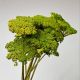 Modeltræer regnfang (Achillea parker green) grøn 60 cm