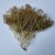Modeltræer Sea moss natur